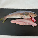 Ikejime Ocean Whitefish - Southern California