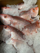 Ikejime Red Snapper - Gulf Coast