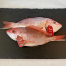 Ikejime Red Snapper - Gulf Coast