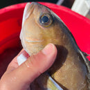 Ikejime Ocean Whitefish - Southern California