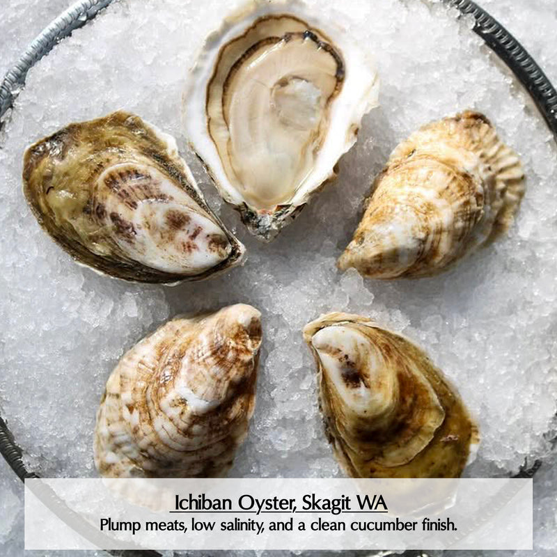 Washington Oysters