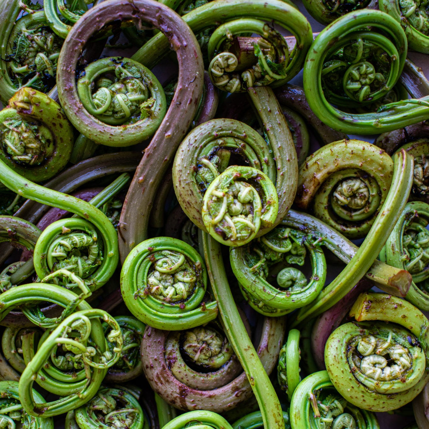 Fresh Wild Fiddleheads | Seasonal Foraged Spring Greens