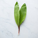 Fresh Wild Ramps - USA