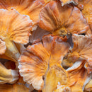 Fresh Chicken of the Woods - Pacific Northwest