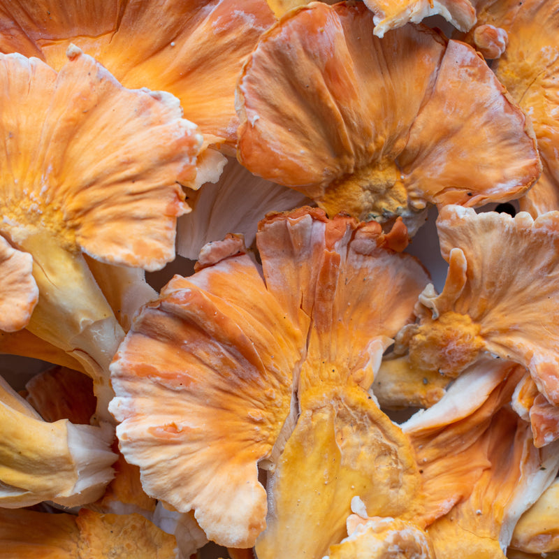 Fresh Chicken of the Woods - Pacific Northwest