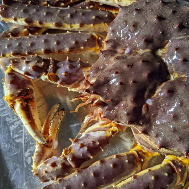Live King Crab - Thanksgiving Pre-Order