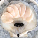 Live Sea Scallops - Massachusetts