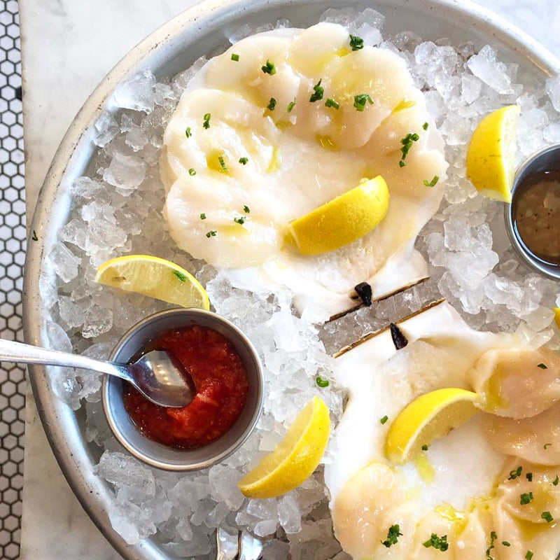 Live Sea Scallops - Massachusetts