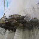 Wild Mexican Blue Shrimp