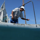 Wild Mexican Blue Shrimp