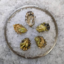 Washington Oysters