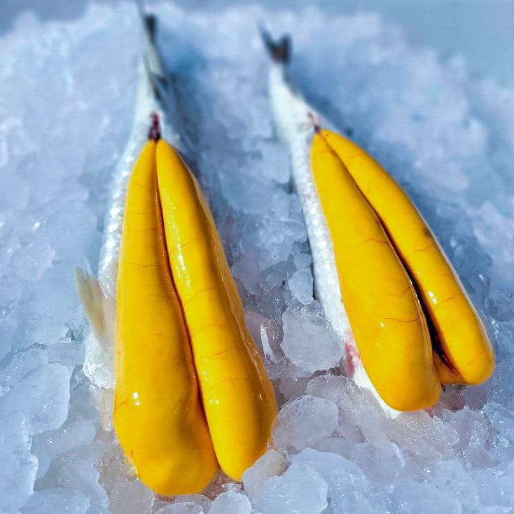 Fresh Mullet Roe - Florida