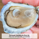 Maine Oysters
