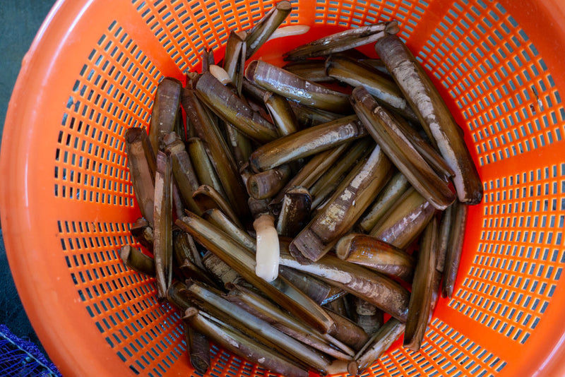 Live Razor Clams - Boston