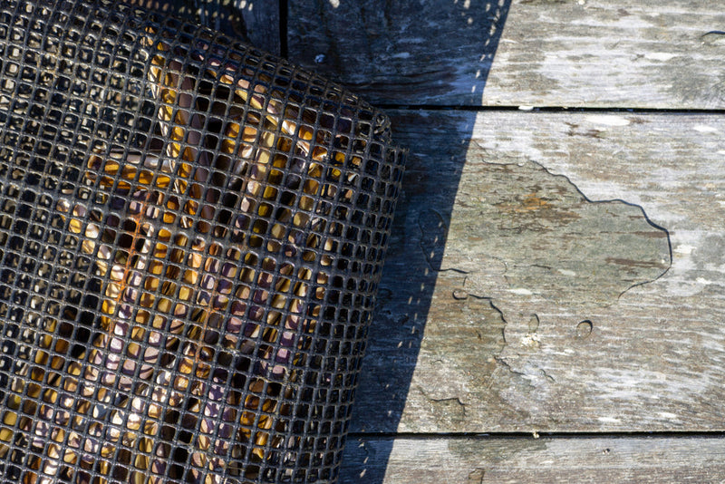 Live Razor Clams - Boston