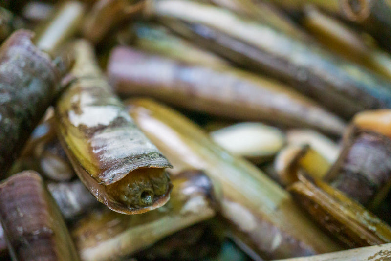 Live Razor Clams - Boston