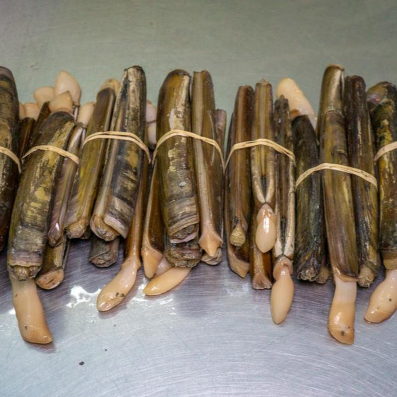 Live Razor Clams - Buy Razor Clams Online | E-Fish.com