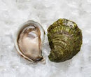 Canadian East Coast Oysters