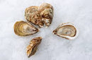 Canadian East Coast Oysters