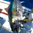 Red Tuna - Bala's Choice