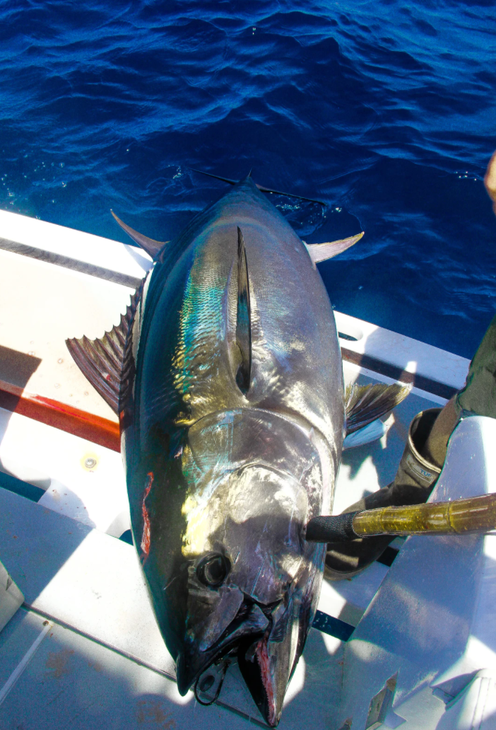Bluefin Tuna - Northern California