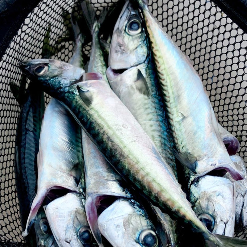 Pacific Mackerel