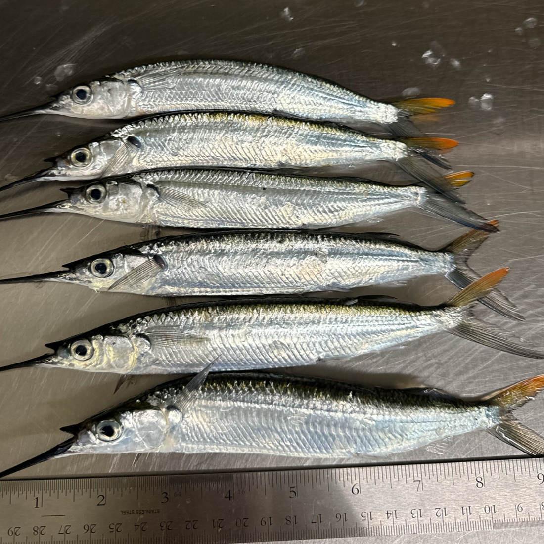 Frozen Ballyhoo Ballyhoo Fish Bait Fresh Florida Ballyhoo Buy