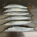 Fresh Ballyhoo - Florida