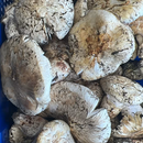 Matsutake Mushroom - Northern California