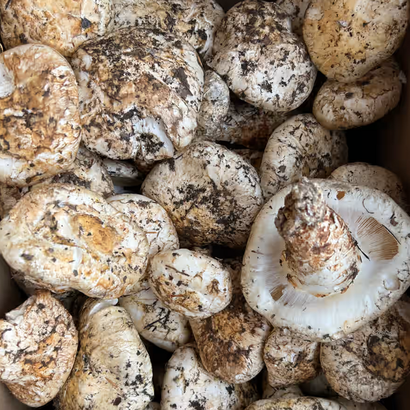 Matsutake Mushroom - Northern California