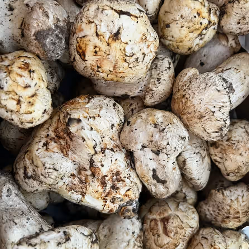 Matsutake Mushroom - Northern California