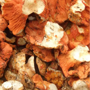 Fresh Lobster Mushrooms - Pacific Northwest