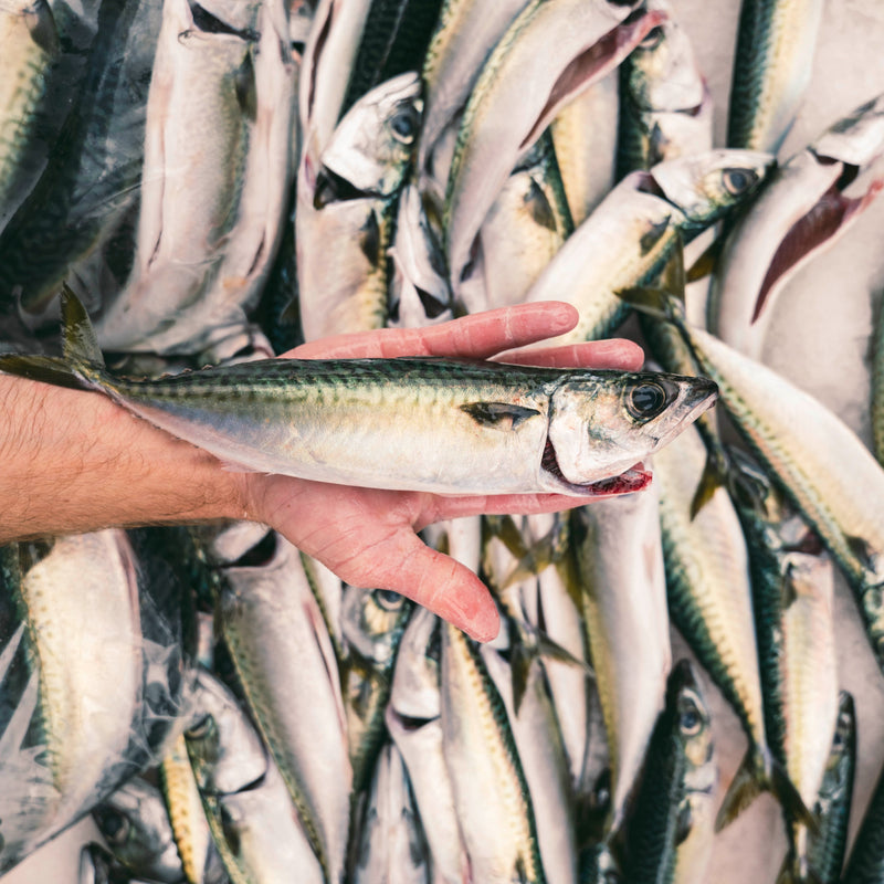 Pacific Mackerel