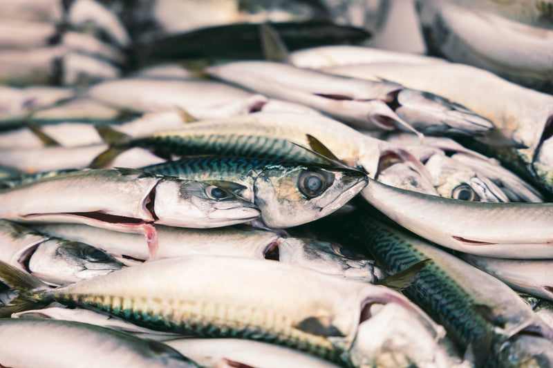 Pacific Mackerel