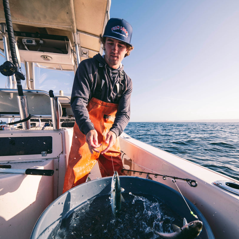 Pacific Mackerel