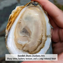 Massachusetts (Mainland) Oysters