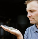 TransparentSea Prawn - Southern California