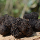 Fresh Burgundy Truffles - France