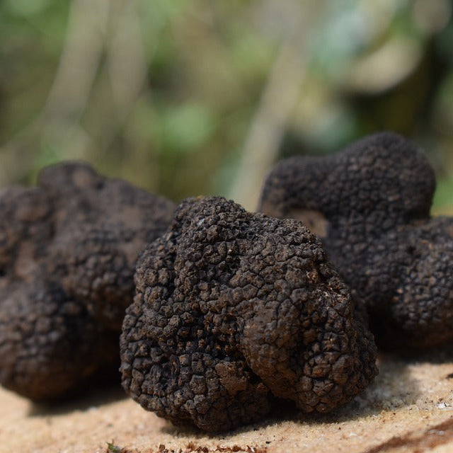 Fresh Burgundy Truffles - France