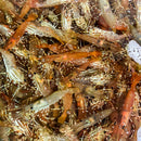 Spot Prawns (Whole) - Washington