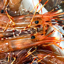 Spot Prawns (Whole) - Washington
