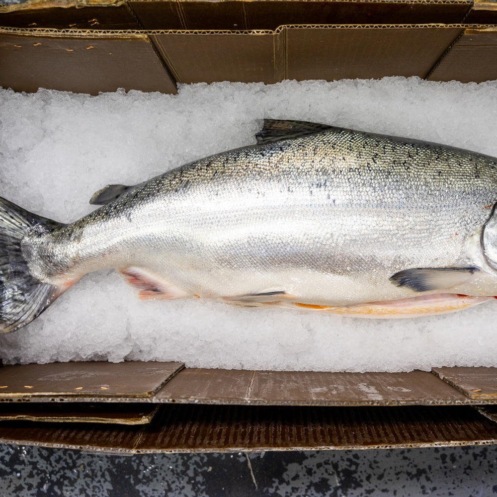 ★King salmon★ NEW ZEALAND KING SALMON (6OZ)
