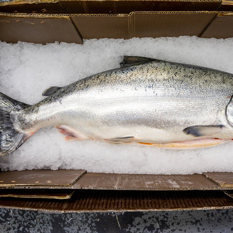 Whole Wild King Salmon - Oregon