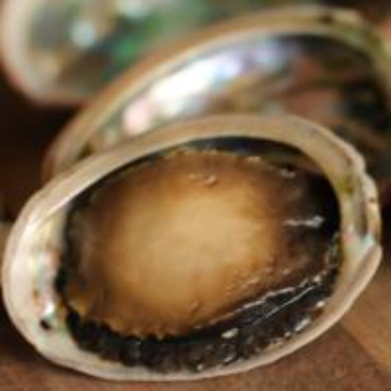 Dilatatori Per Le Orecchie A Goccia Con Intarsi In Abalone: Orecchini Calibrati In Legno Bianco Biologico - Italia - Foto 9