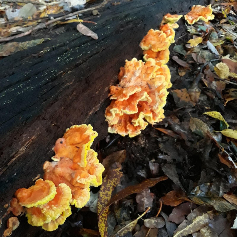 Fresh Chicken of the Woods - Pacific Northwest
