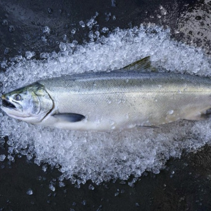 Wild Coho Salmon