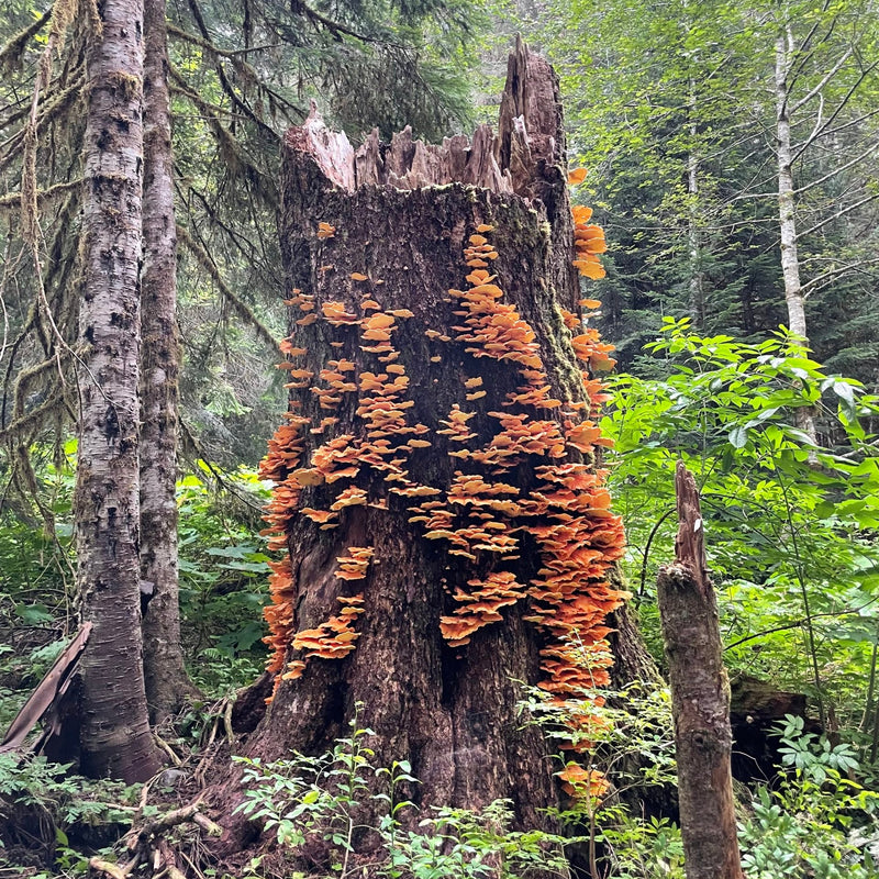 Fresh Chicken of the Woods - Pacific Northwest