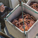 Live King Crab - Norway
