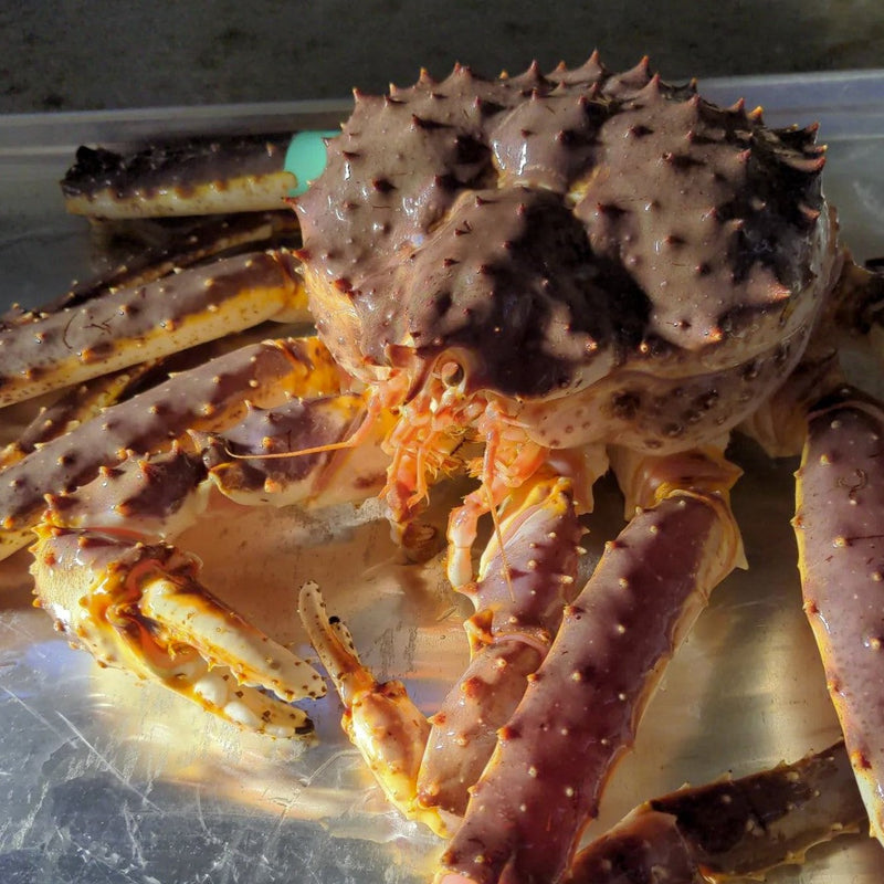 Live King Crab - Norway