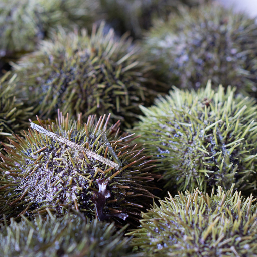 Live Maine Urchin